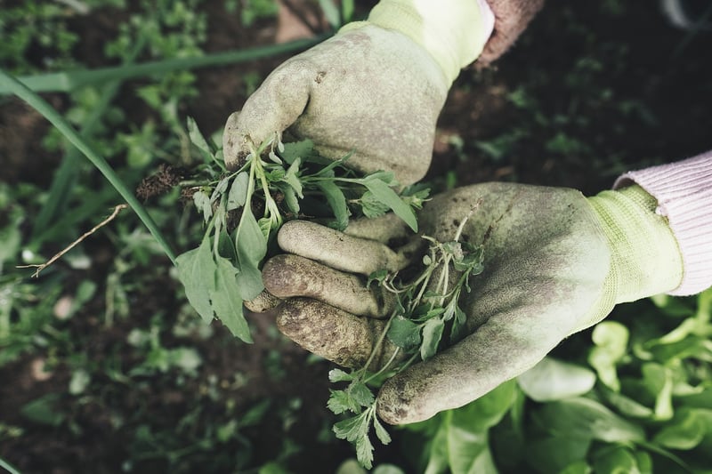 Weeding garden