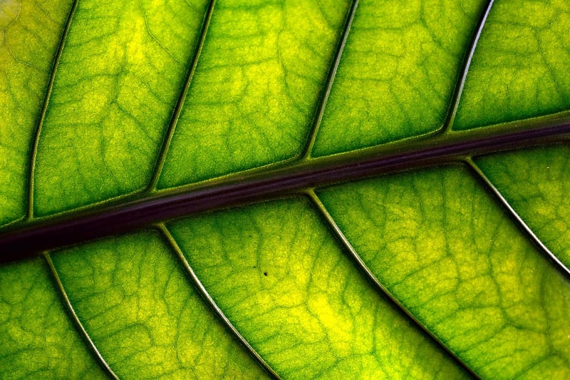 Botanical Home Decor