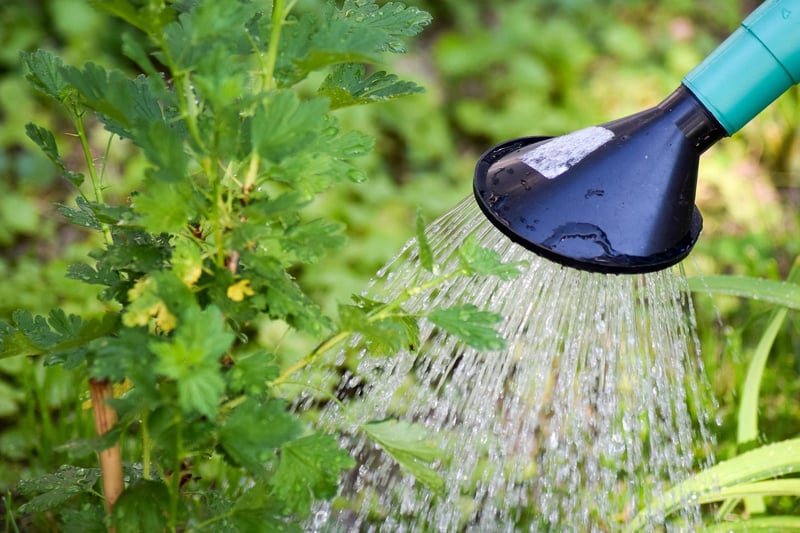 Watering plants
